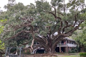 This spectacular tree is one of the largest live oaks in the world.