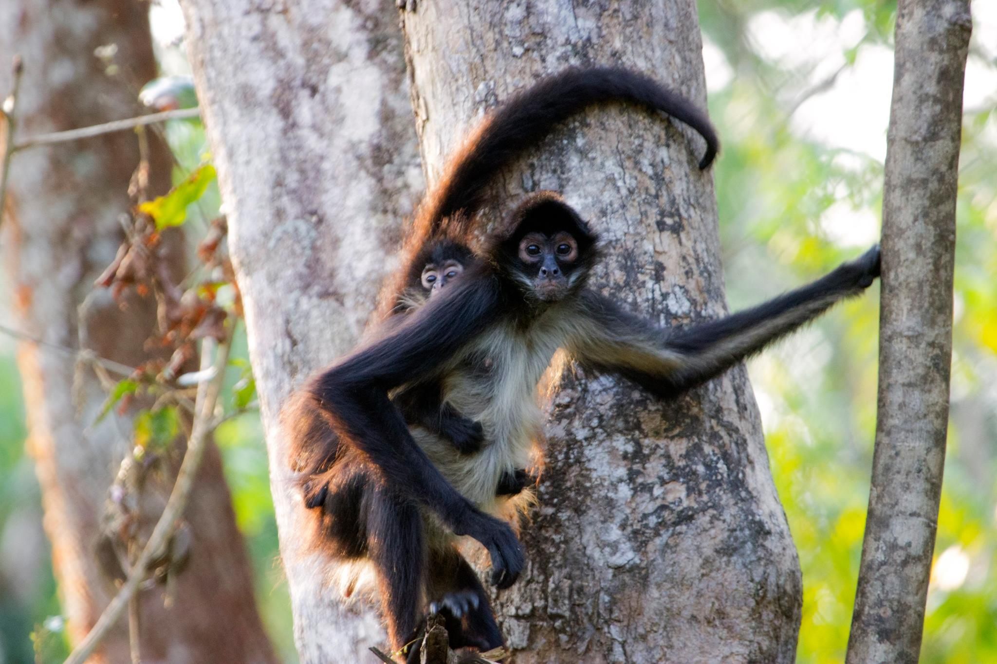 Two spider monkeys at ARCAS Peten. After months of learning how to be monkeys together, they're almost ready for re-release.
