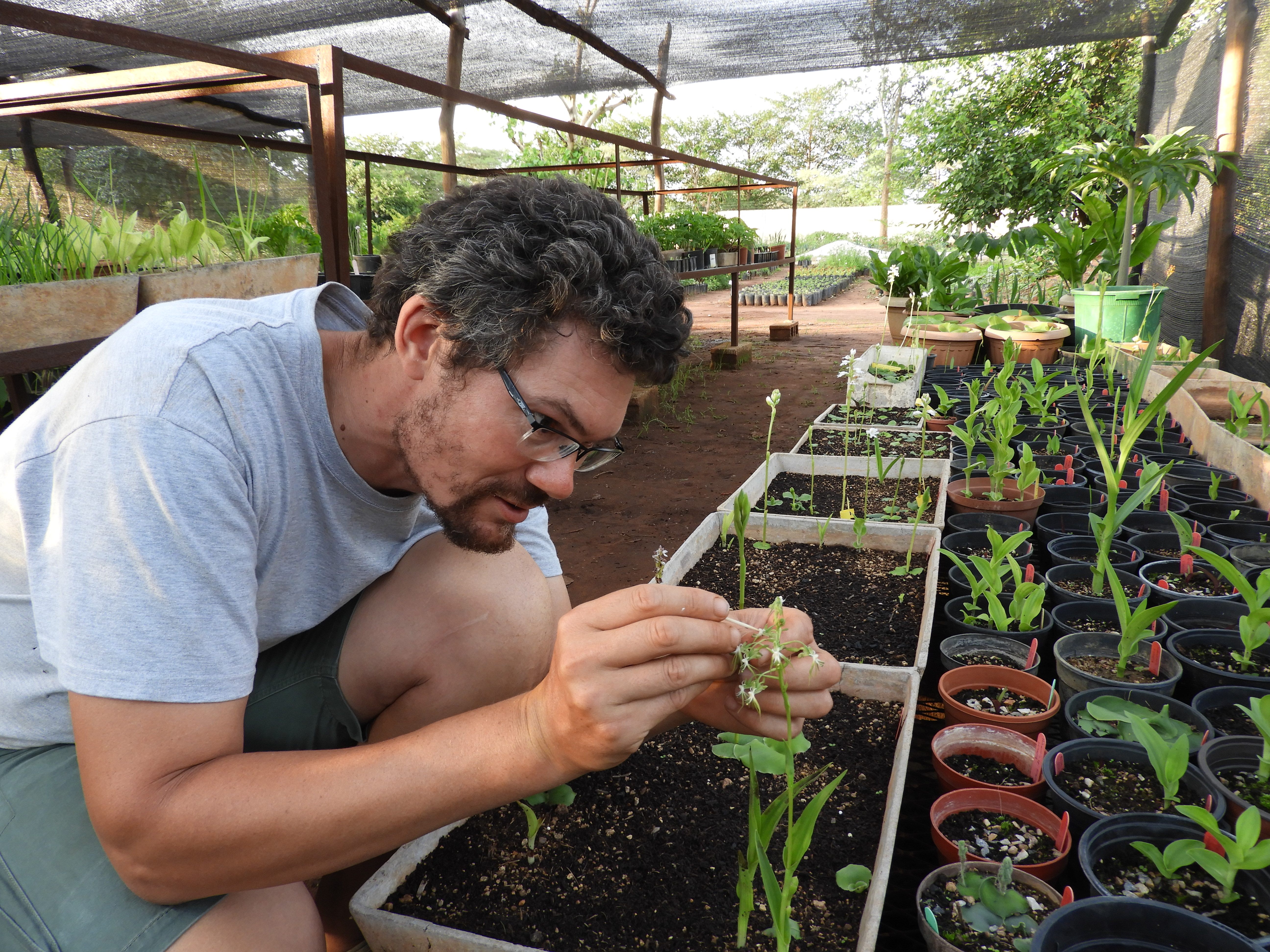 Project Manager Nicholas Wightman hand pollinates <em>Habenaria schimperiana</em> in his Lusaka greenhouse.