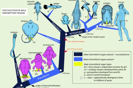 Square-Dancing Fish and the World's Oldest Genitals