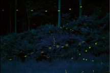 Regular fireflies. Just use your imagination.
