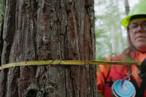 Redwoods Shouldn’t Be So Tall. Here’s Why They Are.