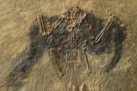 The structure though to be this fossilized bird's uropygial gland is in the box at center. 