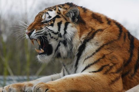 World's Wild Tiger Count Rises For First Time in Over a Century