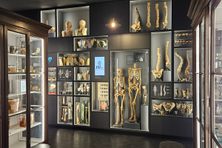 Bones on display in the museum.
