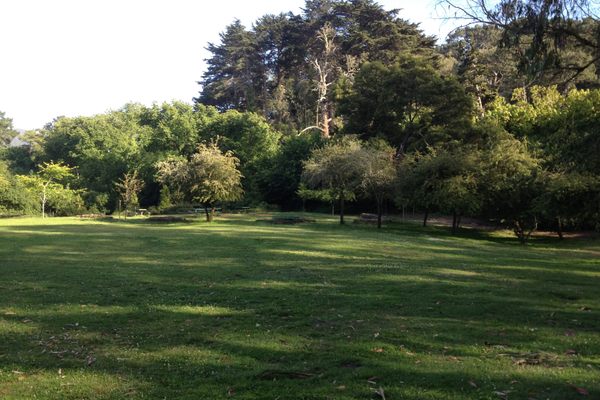 An open glen is home to the trees that represent the native state alliance