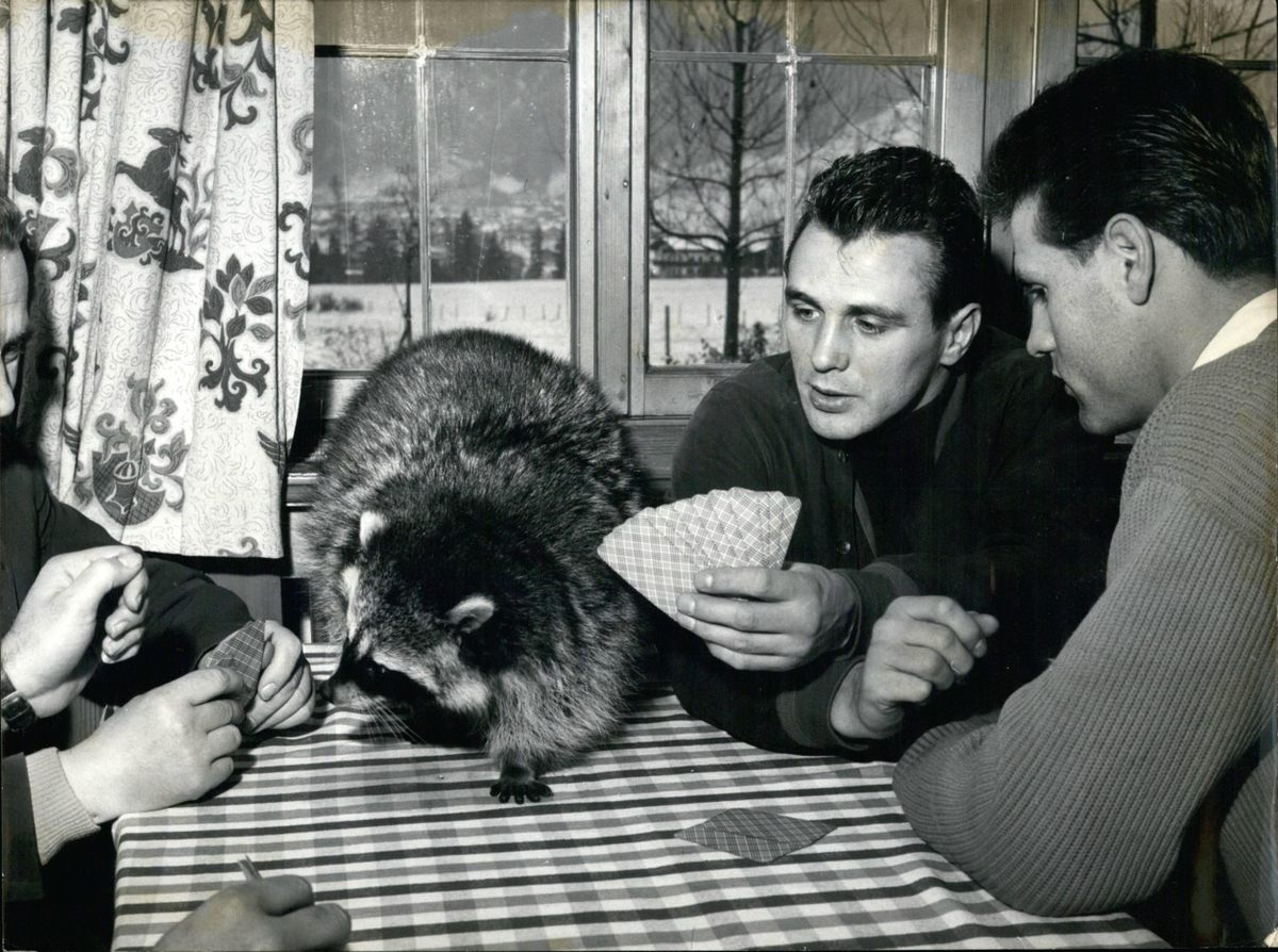 Before rabies and suburbanization, raccoons held fewer negative associations, finding themselves at home on America's dinner tables, in one way or another.