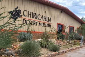 The Chiricahua Desert Museum is located in Rodeo, New Mexico.