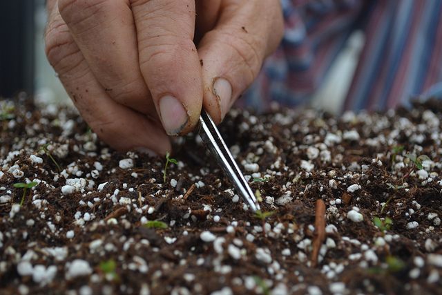 Transplanting blueberry seedlings at the University of Florida.