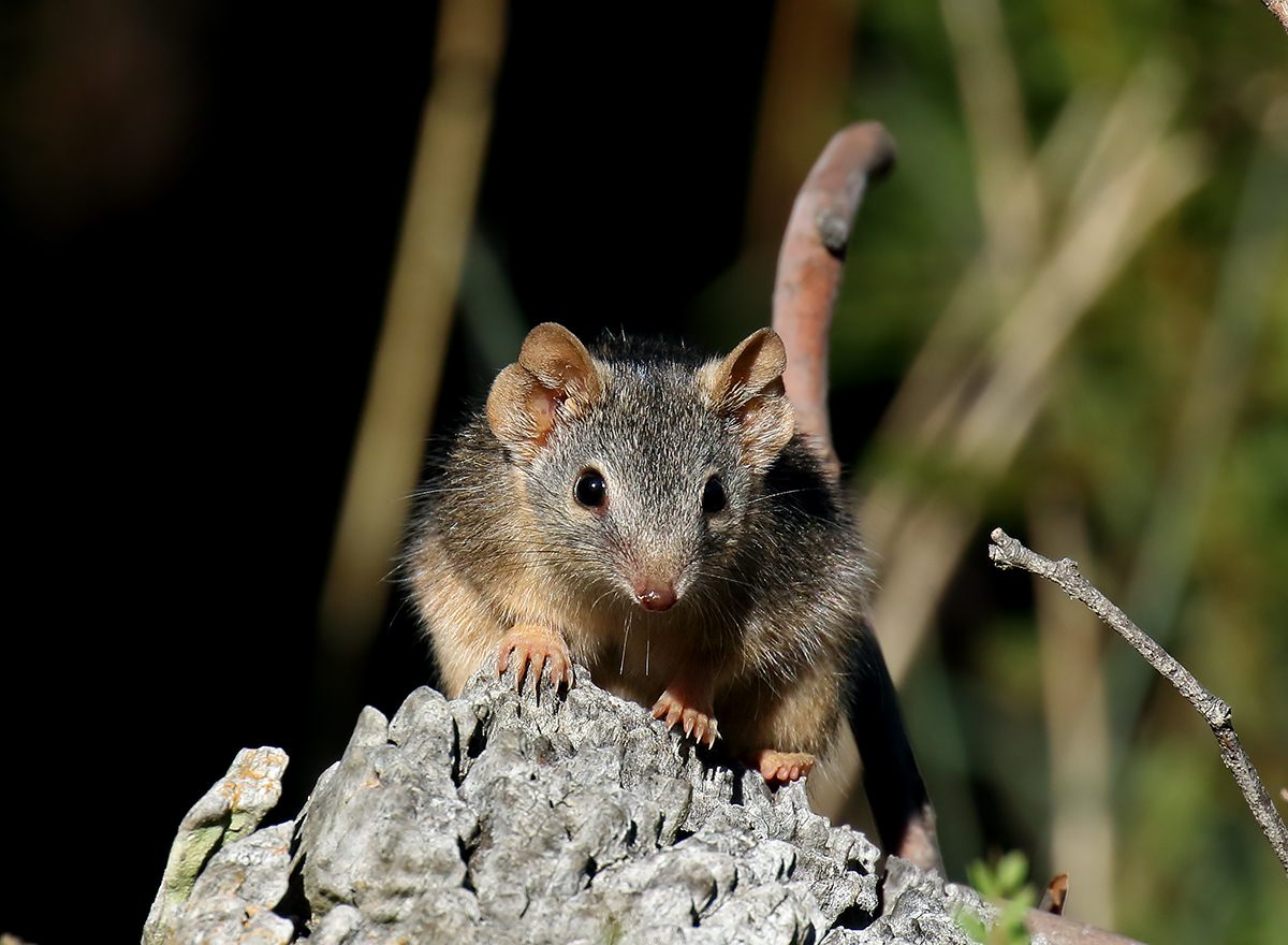 A yellow-footed antechinus, with its distinctive double-lobed ears.