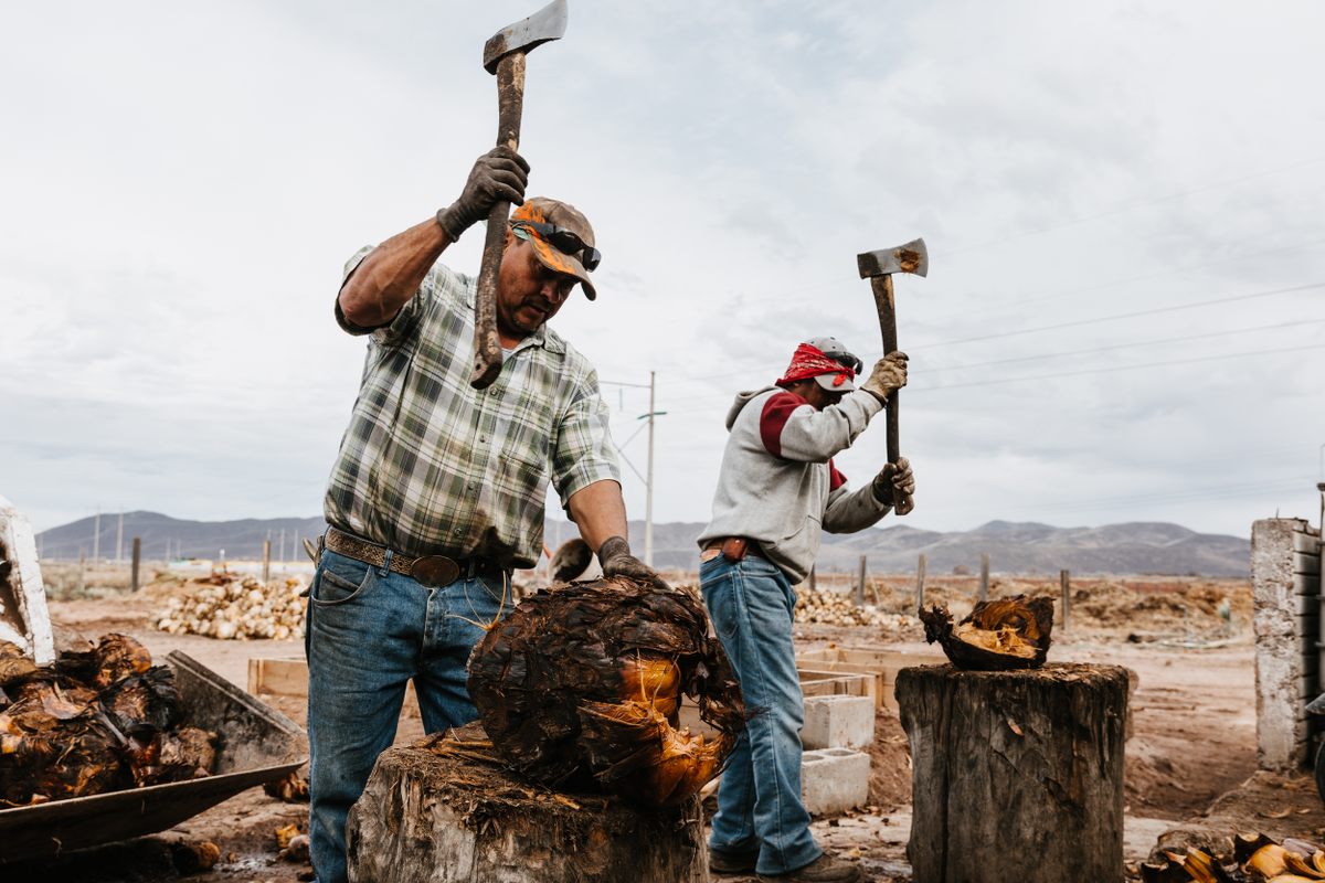 Sotoleros sheering the husk off of the sotol pit in Chihuahua, Mexico.