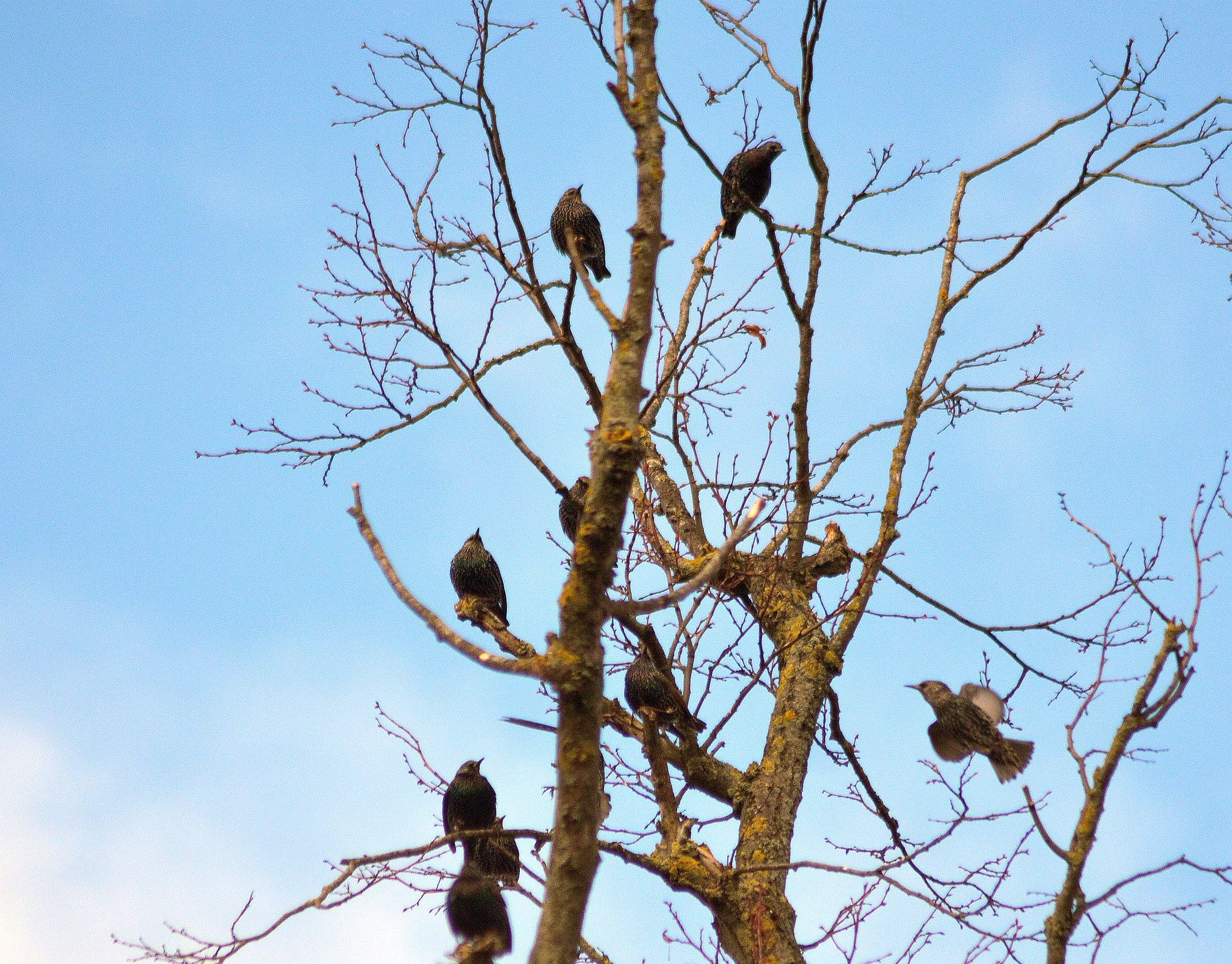 Starlings up a tree.