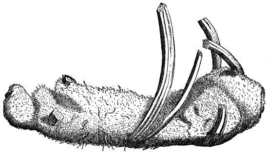 Sir Hans Sloane's vegetable lamb look-alike