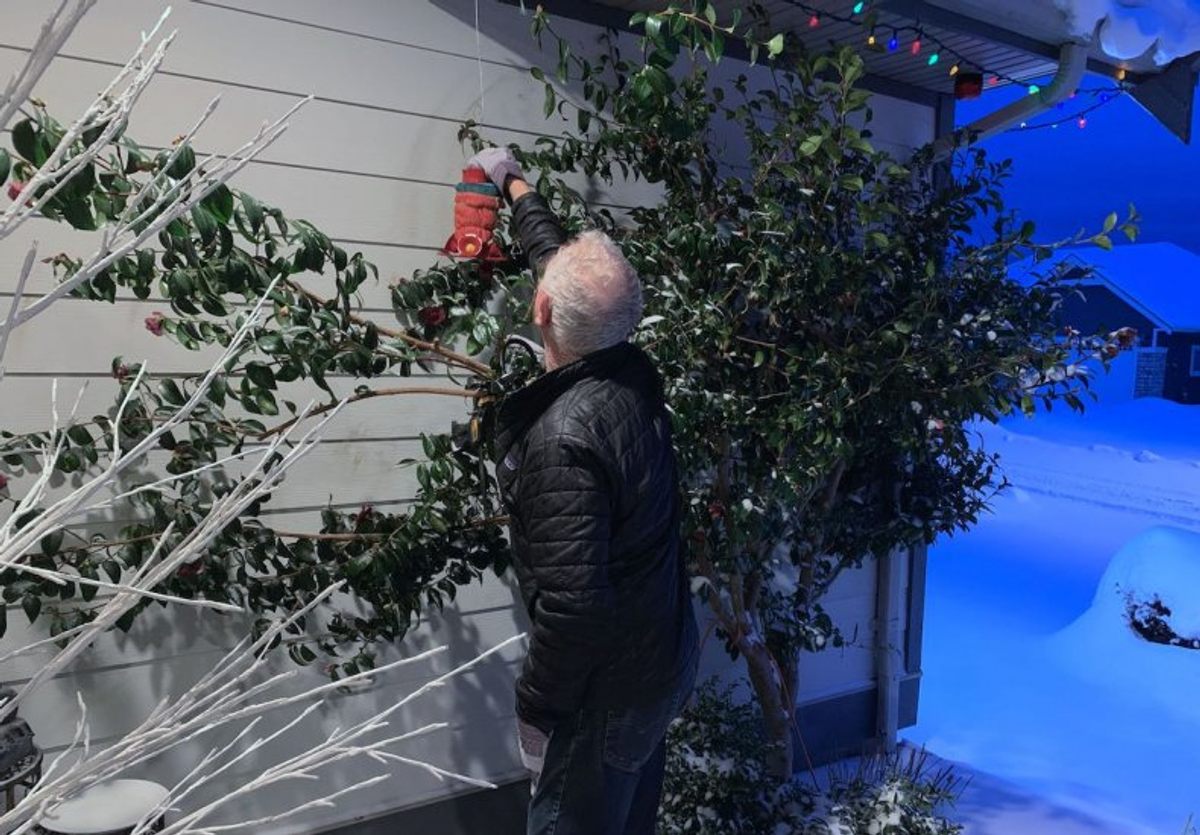 Bird lovers are making extraordinary efforts—such as getting up at the crack of dawn to hang warm feeders—to save Anna's hummingbirds during a recent cold snap.