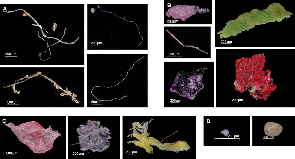 The plastics that turned up in the sediment core included fibers (A), fragments (B), film (C), and little spheres (D).