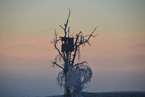 The Private Magic of Treehouses