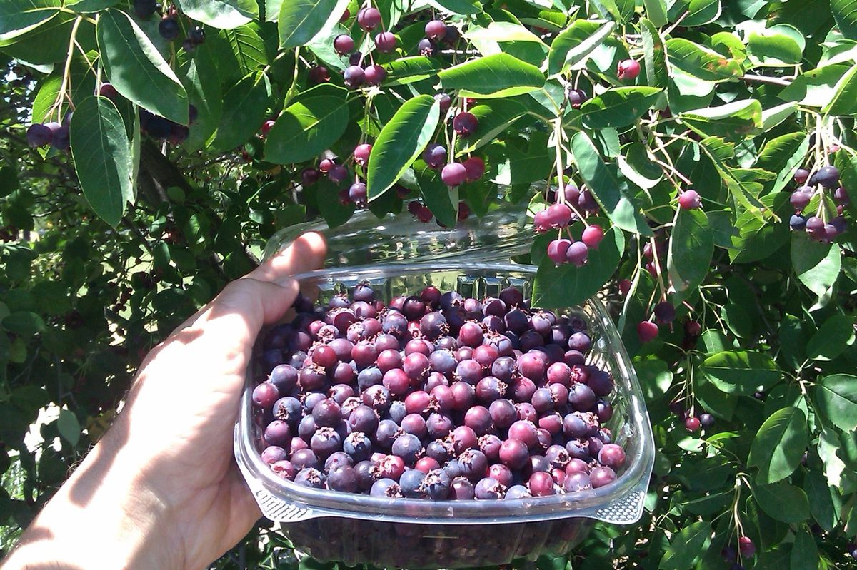 Ripe juneberries practically fall off the tree at a Boston-area park.
