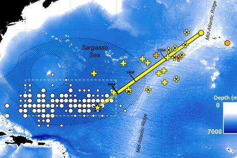 A map shows the first direct evidence of adult European eels migrating to their breeding place in the Sargasso Sea.