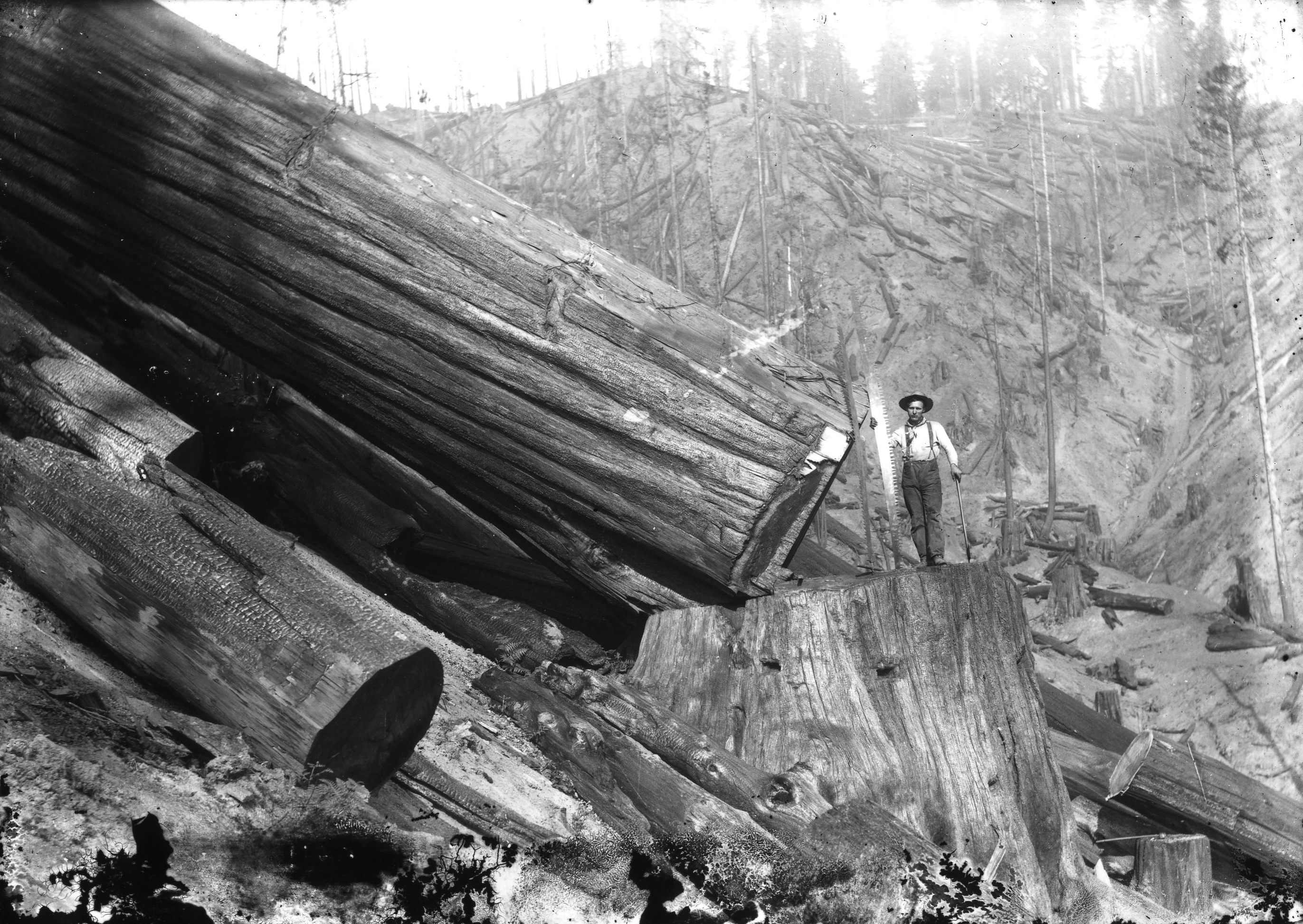 Vintage Photos of Lumberjacks and the Giant Trees They Felled