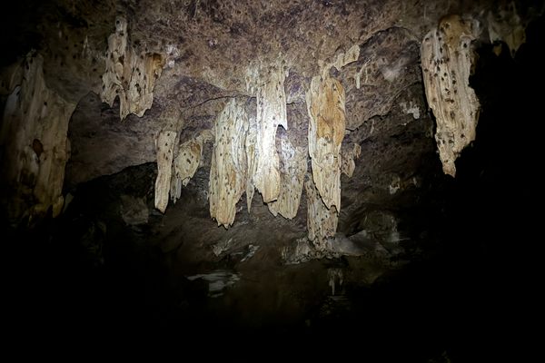 Thousands of bats