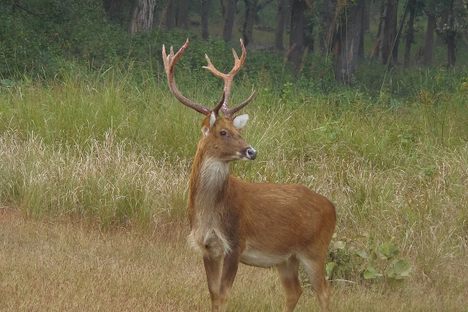 This is the elusive Barasingha male deer. This is a young adult with a impressive horn structure.