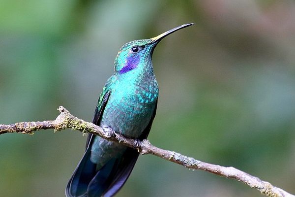 A stunning and regal hummingbird briefly perches on a branch at Reserva Curi Cancha. 