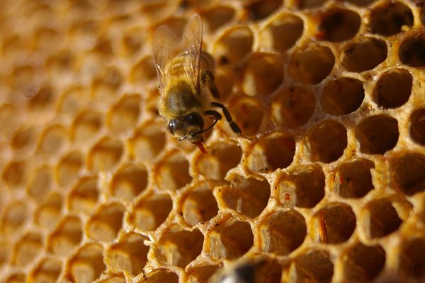 A honeybee at work.