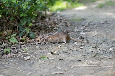 A rat, probably searching for cables to mess up. 