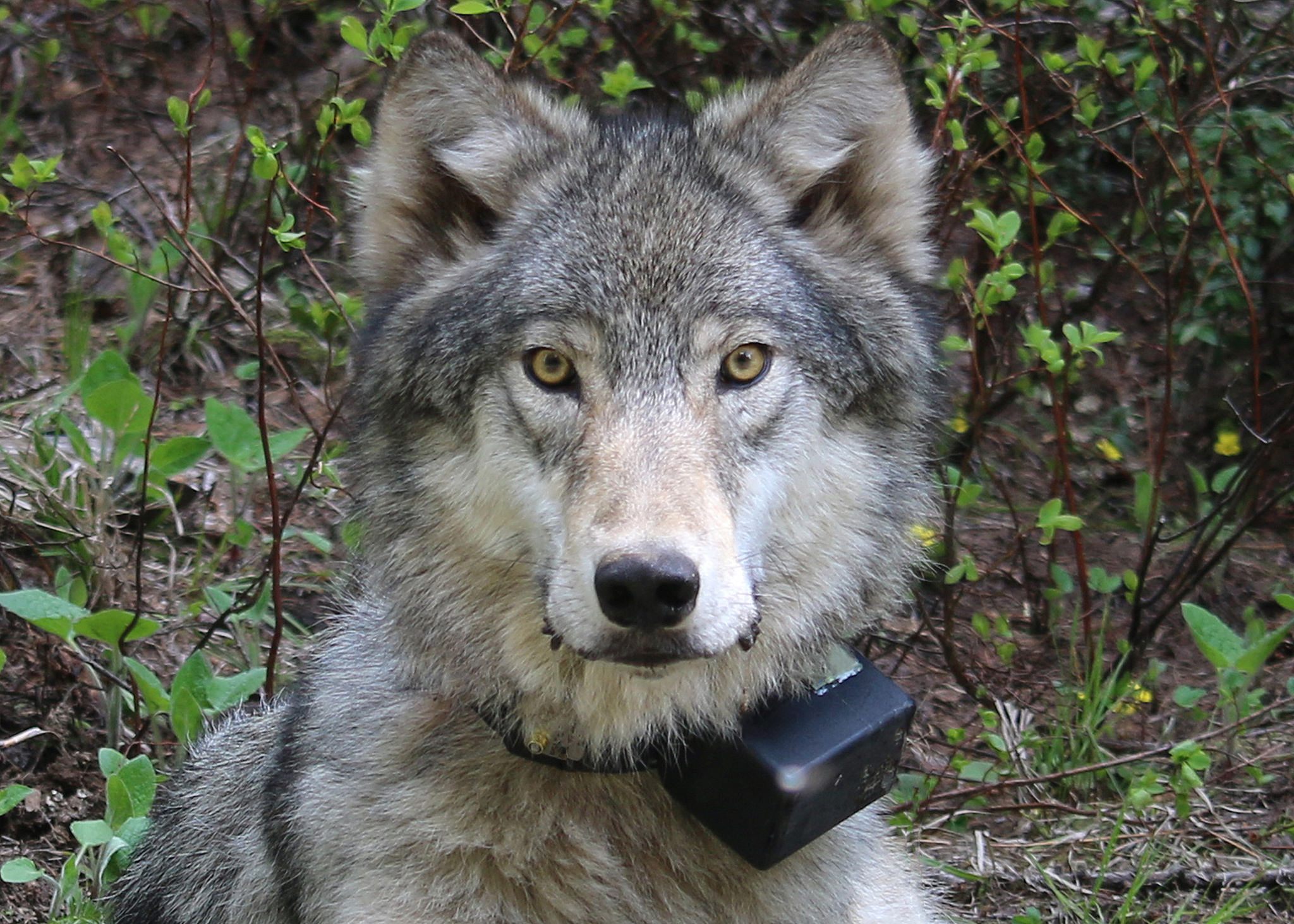 Before this wolf wore a radio collar, he made himself known via elicited howling survey.