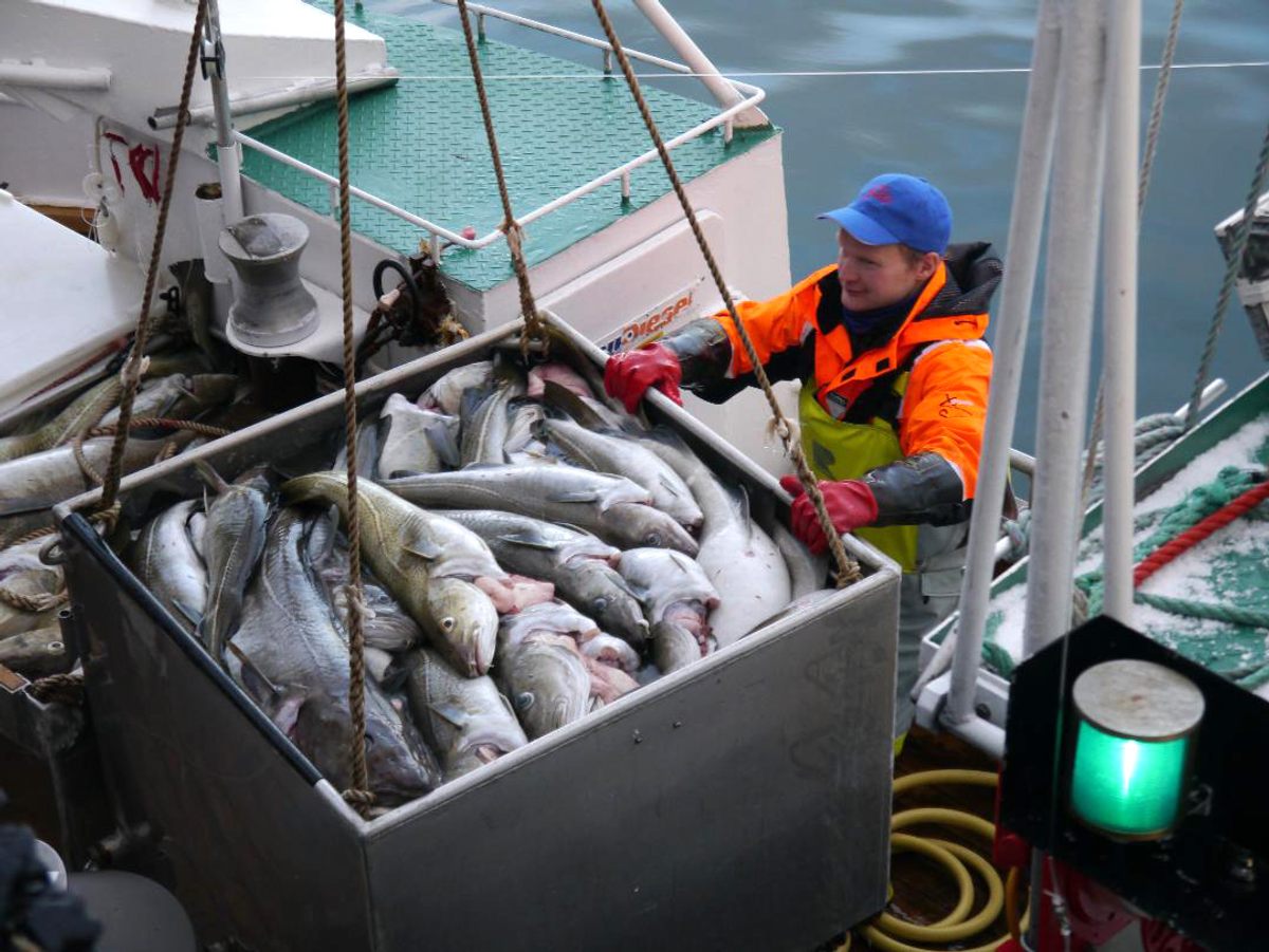 Cod Stockfish.Industrial Fishing in Norway Stock Photo - Image of