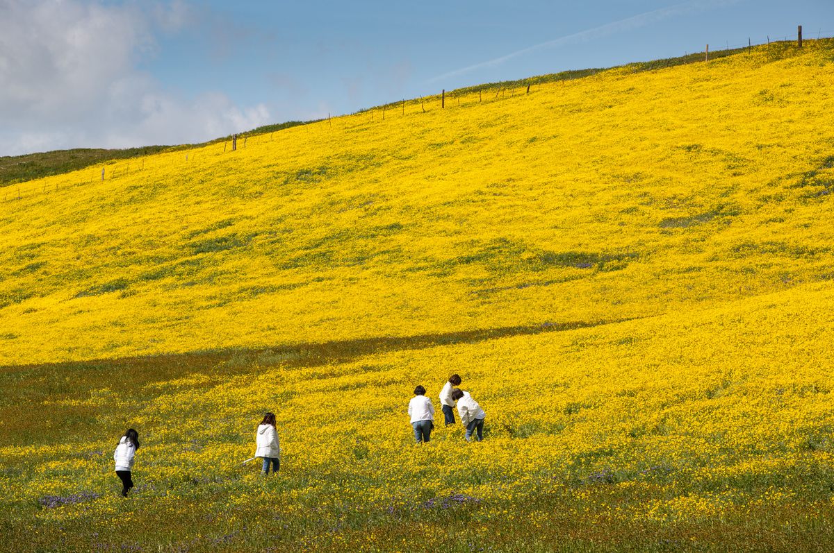 Visitors walk among the yellow goldfield flowers that carpet the Carrizo Plain 120 miles north of Los Angeles. The plain stretches 43 miles and is home to thousands of migratory birds and the largest alkali wetlands in California.