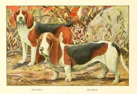Beagle and Basset HoundIllustration from the 1919 "The book of dogs; an intimate study of mankind's best friend"