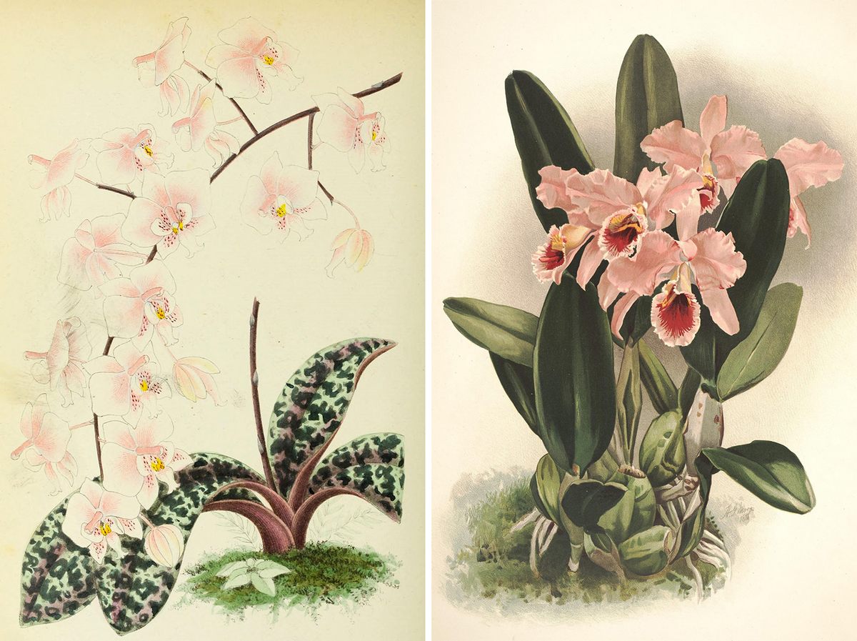 A type of phalaenopsis (left); <em>Cattleya percivaliana</em> from <em>Reichenbachia</em>, an orchid guide from 1888.