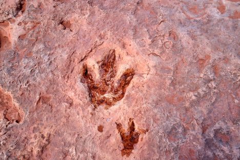 DInosaur tracks.