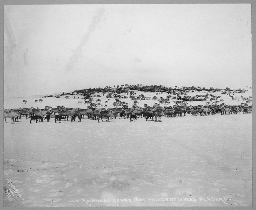 A vast herd of reindeer gathered on Cape Prince of Wales, Alaska.