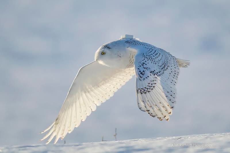 A snowy owl wears a lightweight backpack harness carrying one of Project SNOWstorm's GPS transmitters. 