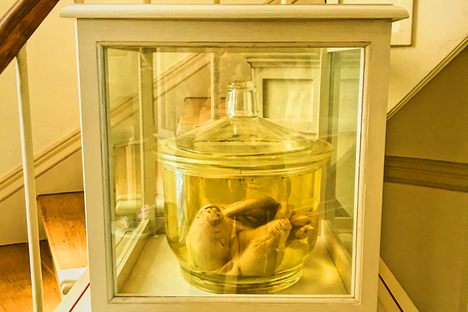 Museum of Natural and Other Curiosities