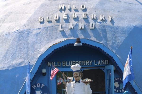 Wild Blueberry Land