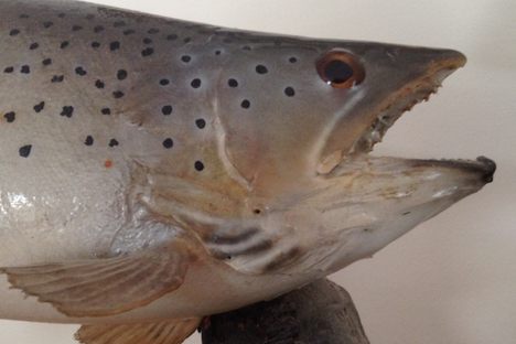 A trout on display at the Jerry Bartlett Memorial Angling Collection.