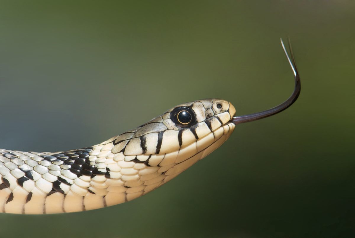Do snakes have ears?