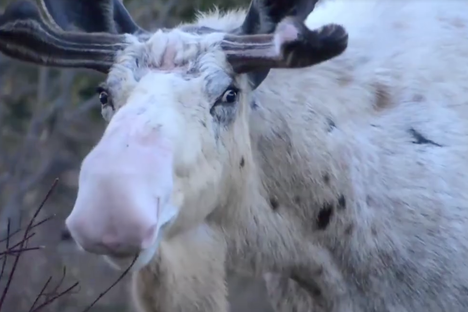 Albino or spirit guide? None of the above.