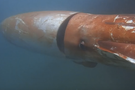 Fleeting Wonders: Giant Squid Surfaces in Japan