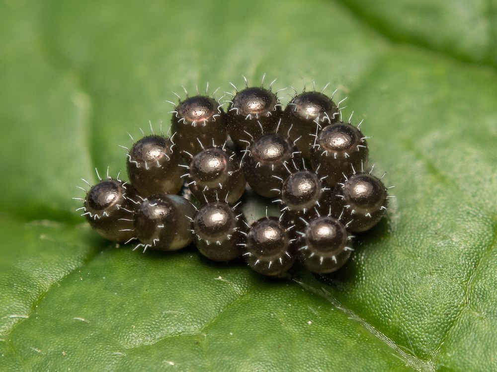 shield bug eggs
