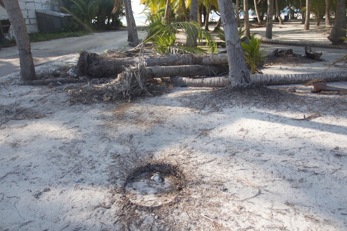 The crater where a palm tree used to be, on the Maldivian island of Kaashidhoo.