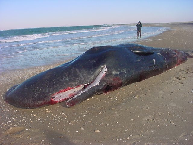 Sperm whale, shortly after it was found on the beach 