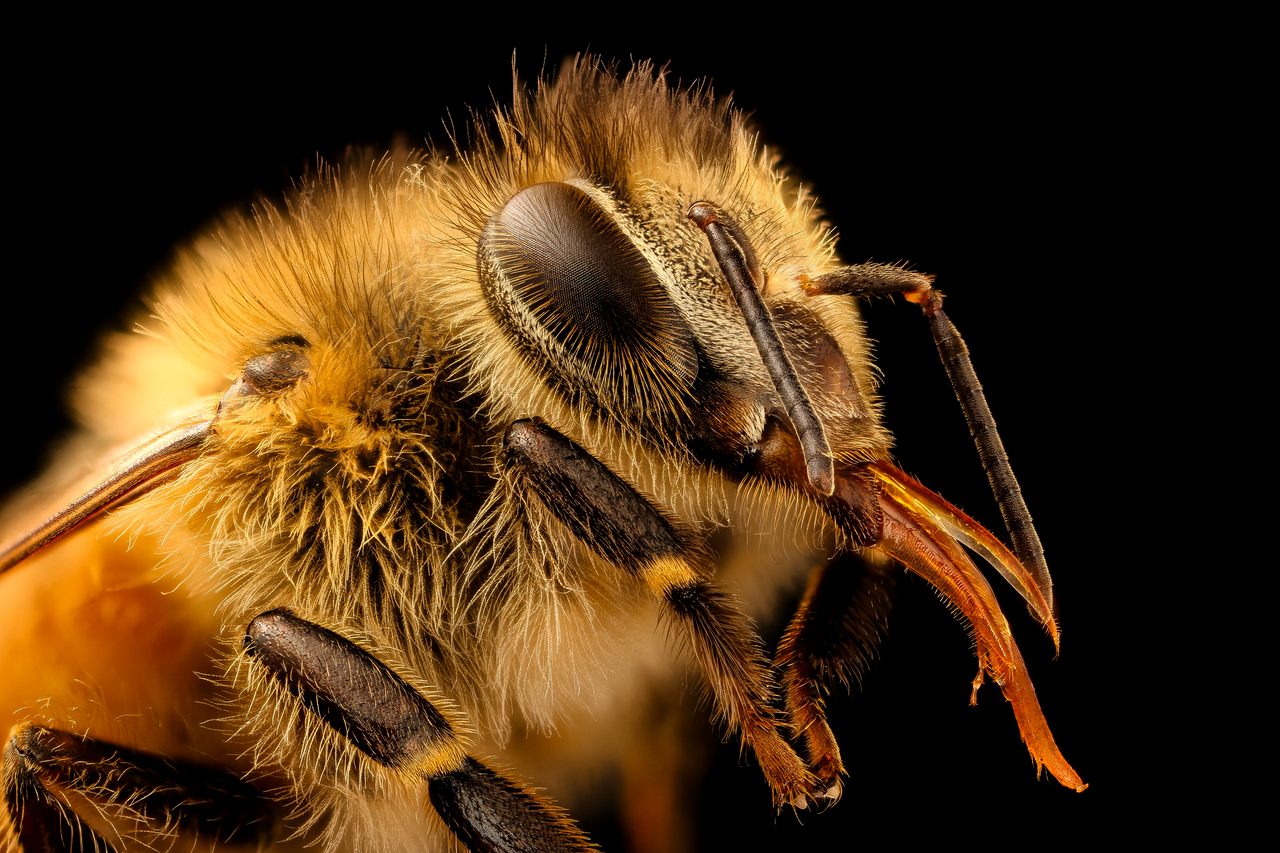 Honey-Bee-Hairy-Eyes