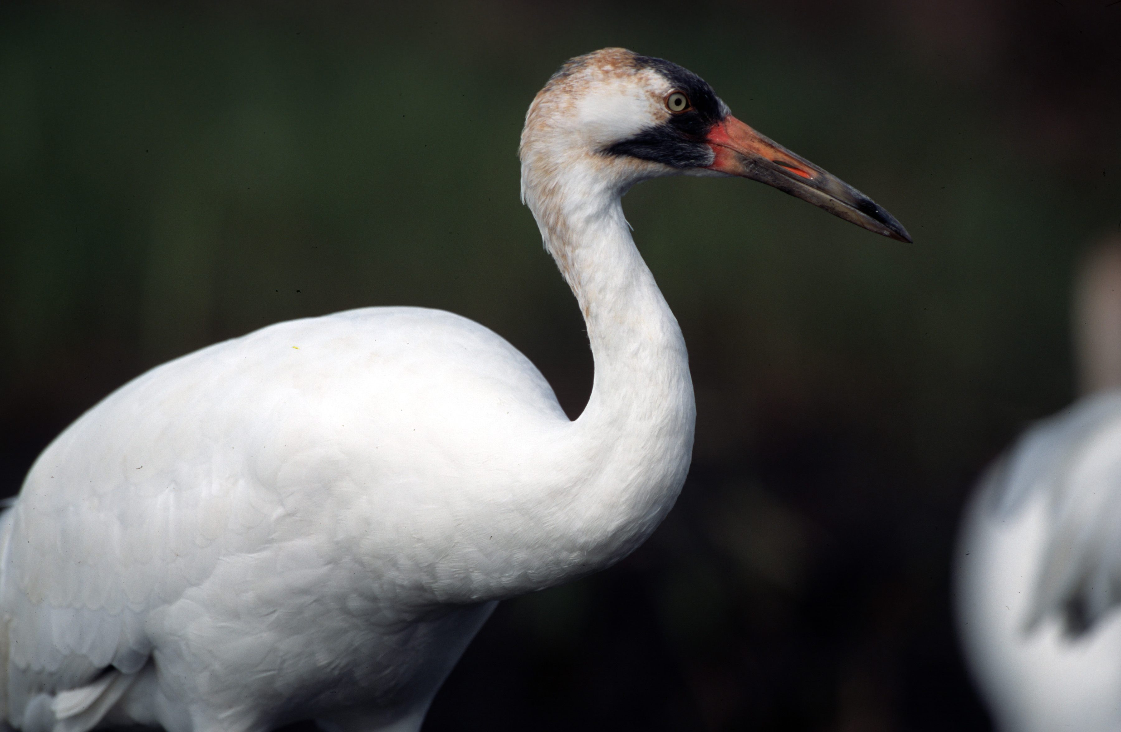 These beaks can be hazards to human handlers.