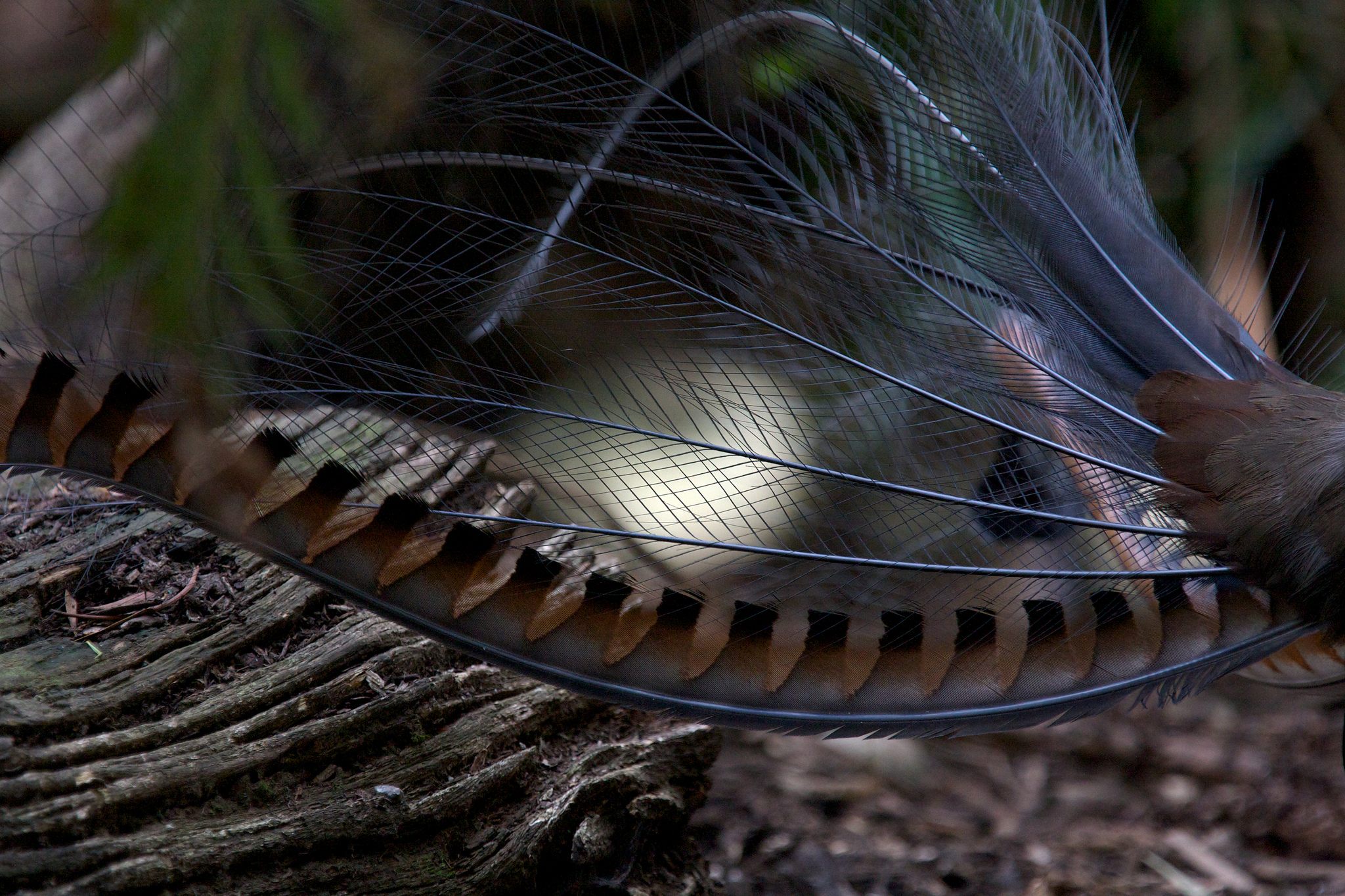 A close-up of the Lyrebird's tail feathers. 