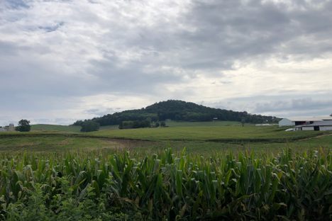 Mole Hill