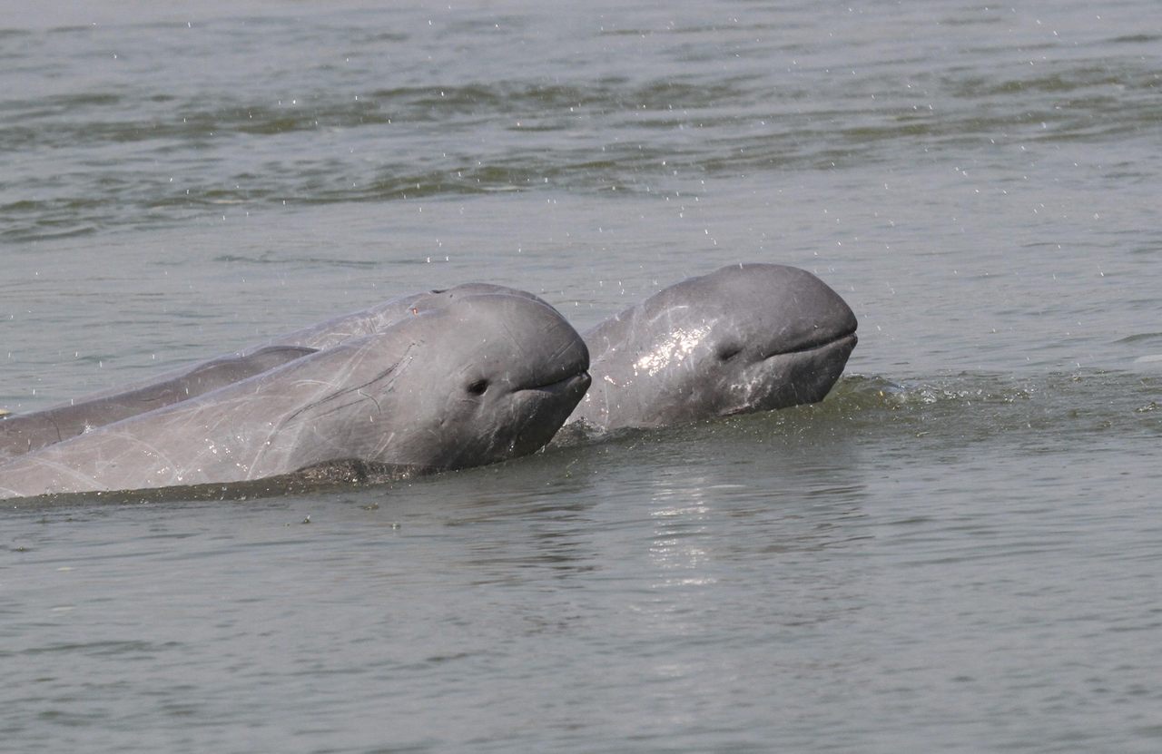 Irrawaddy dolphins cruise the Mekong River near the Cambodian village of Kampi, which has become a hub for tourists eager to spot the critically endangered animals.